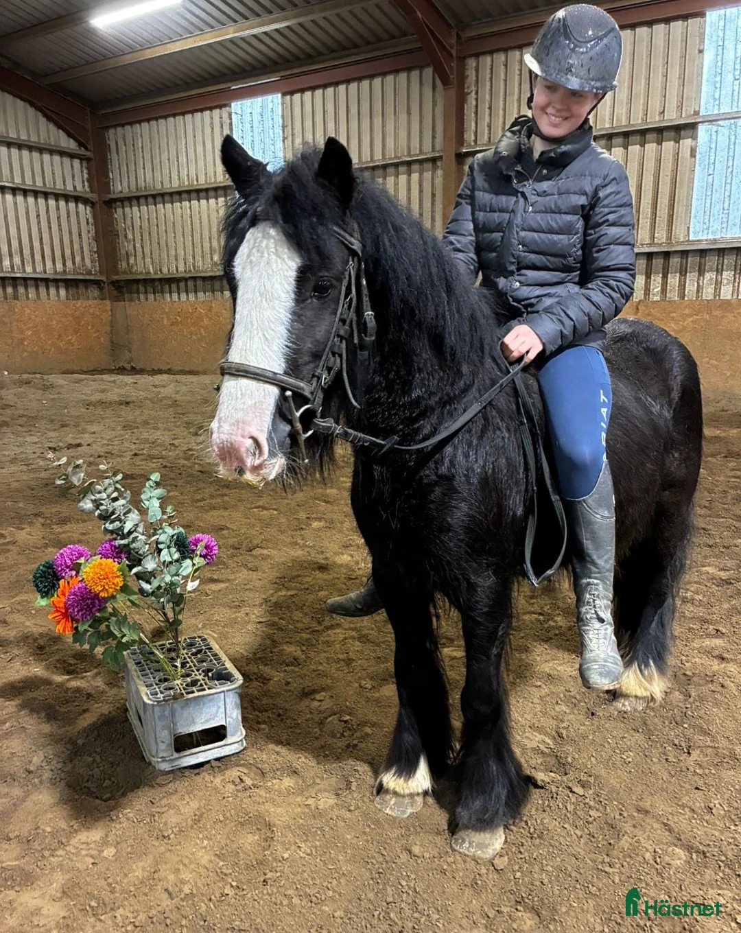 Allround hästar till salu: Ride & Drive pony - Annons 1