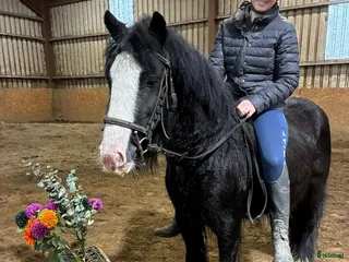 hästar Ride & Drive pony - Annons 1