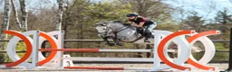 Hoppning hästar till salu: Flott sprangponni med stor kapasitet selges! - Annons 9
