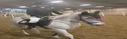 Allround hästar till salu: Maxad B-ponny - Annons 1