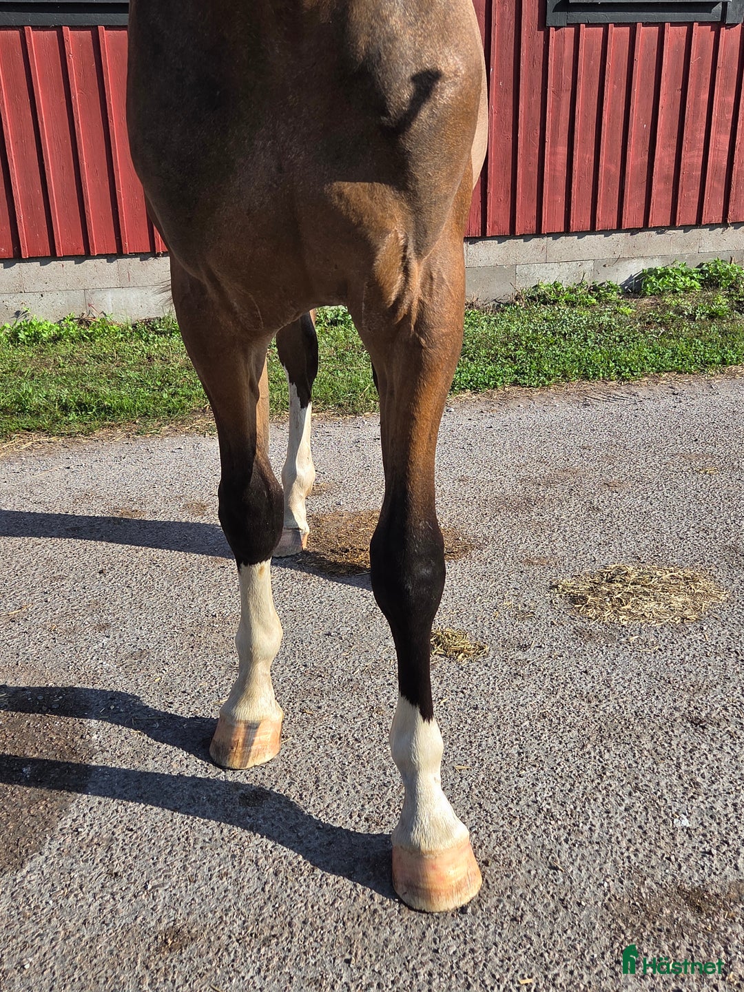 Hoppning hästar till salu: Fetch Amor e: Fetcher N (SWB) 1134 i Köpingsvik - Annons 2