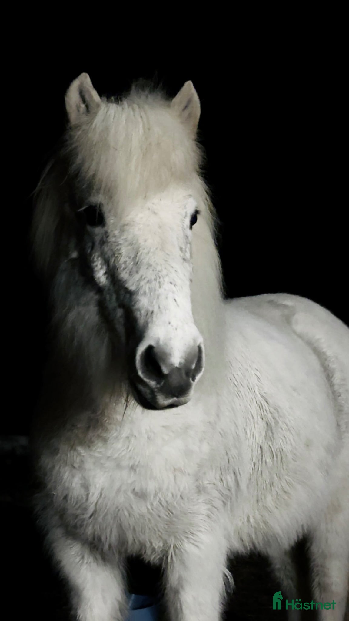  hästar Sto med potential - Annons 2