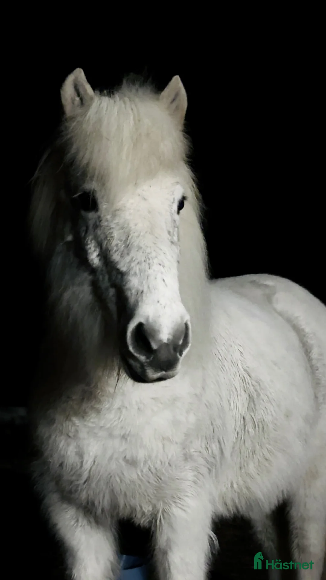 Allround hästar till salu: Sto med potential i Glommersträsk - Annons 1