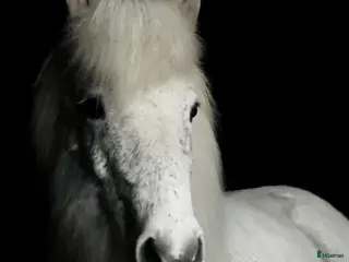 hästar Sto med potential - Annons 2