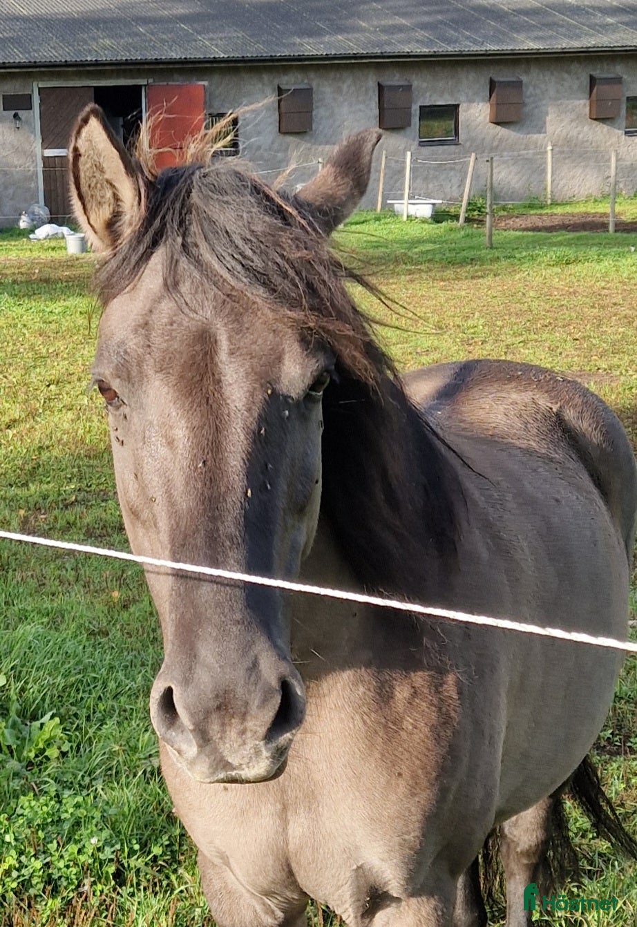  hästar Härligt mustangsto - Annons 5