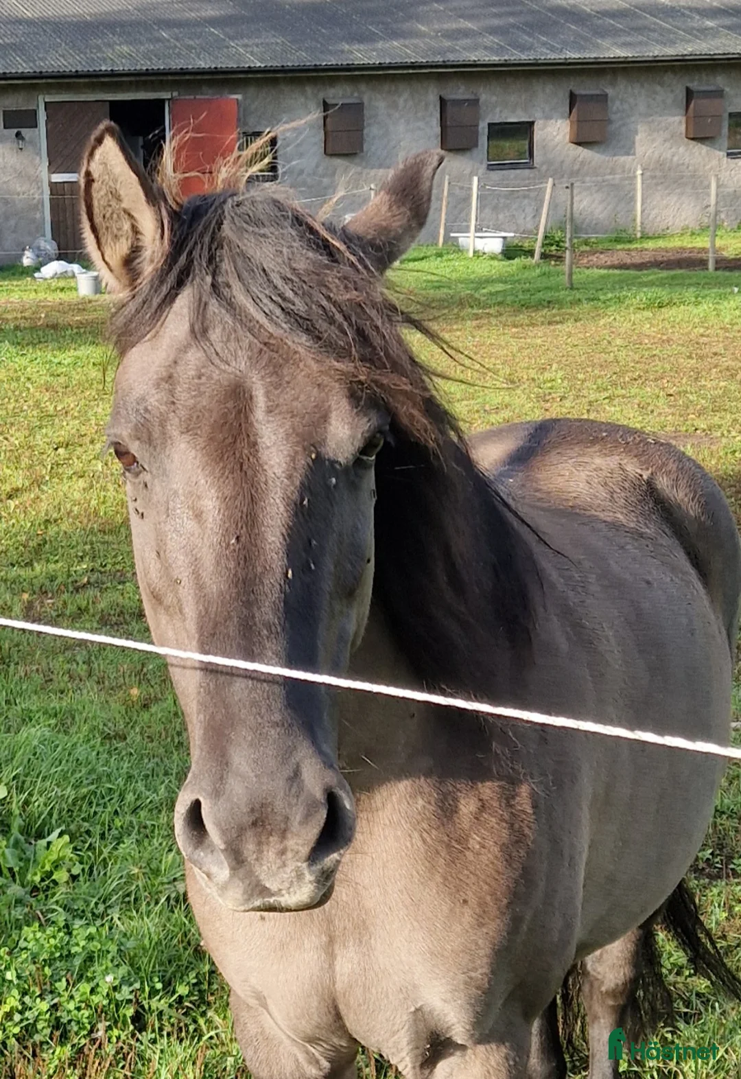 Allround hästar till salu: Härligt mustangsto - Annons 1
