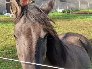 hästar Härligt mustangsto - Annons 5