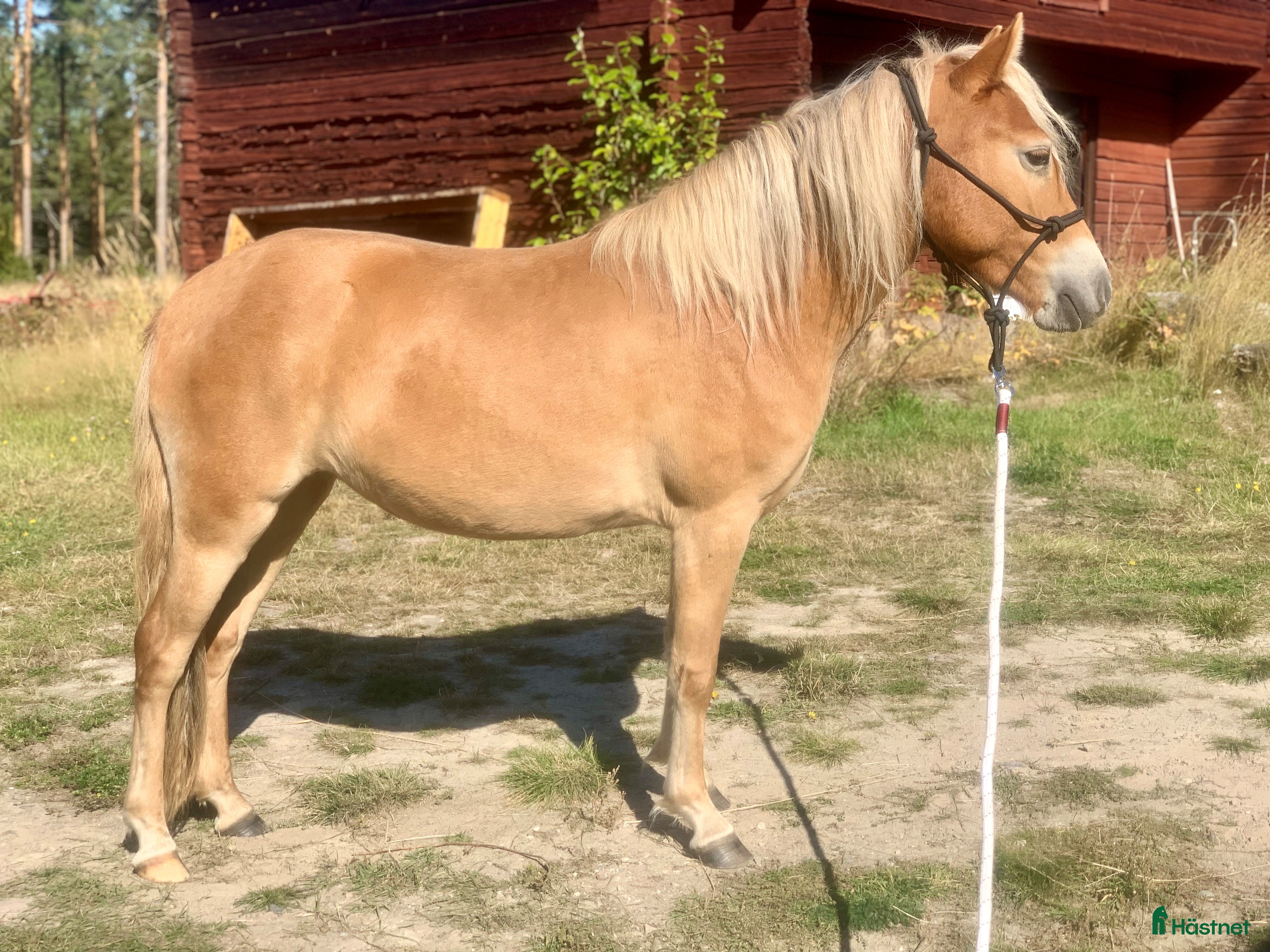  hästar Gotlandsruss ungsto för trav/körning/ridning/avel - Annons 7