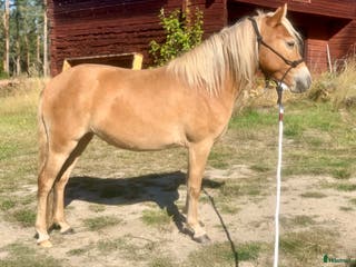 hästar Gotlandsruss ungsto för trav/körning/ridning/avel - Annons 7