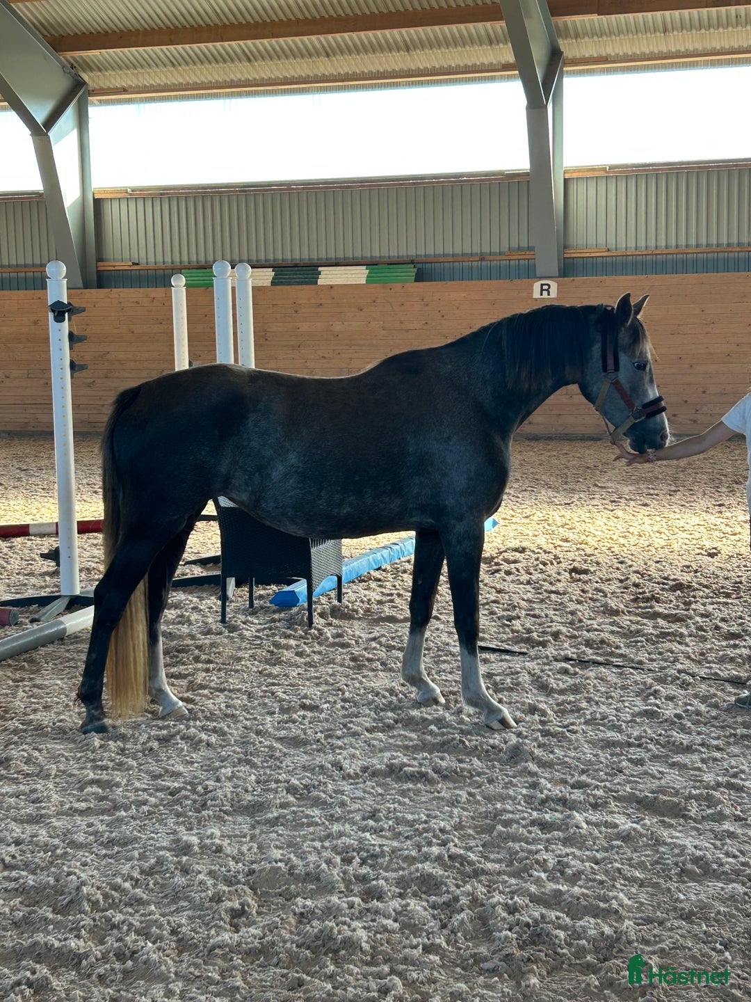 Allround hästar till salu: Inriden treåring med mycket bra möderne!  i Skene - Annons 1