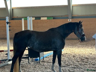 hästar Inriden treåring med mycket bra möderne! i Skene - Annons 19