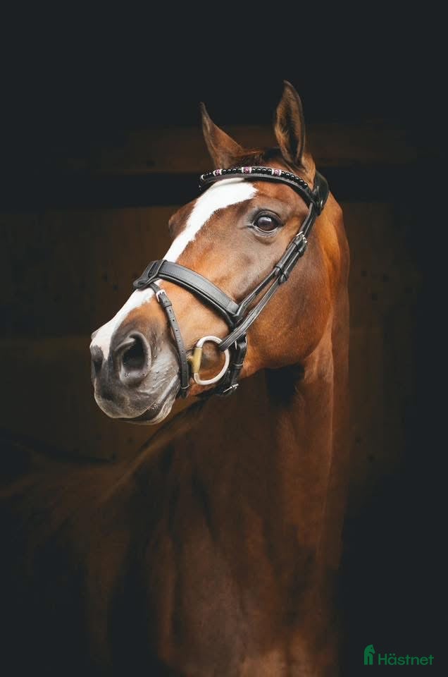  hästar Otroligt snäll läromästare / alt avelssto - Annons 1