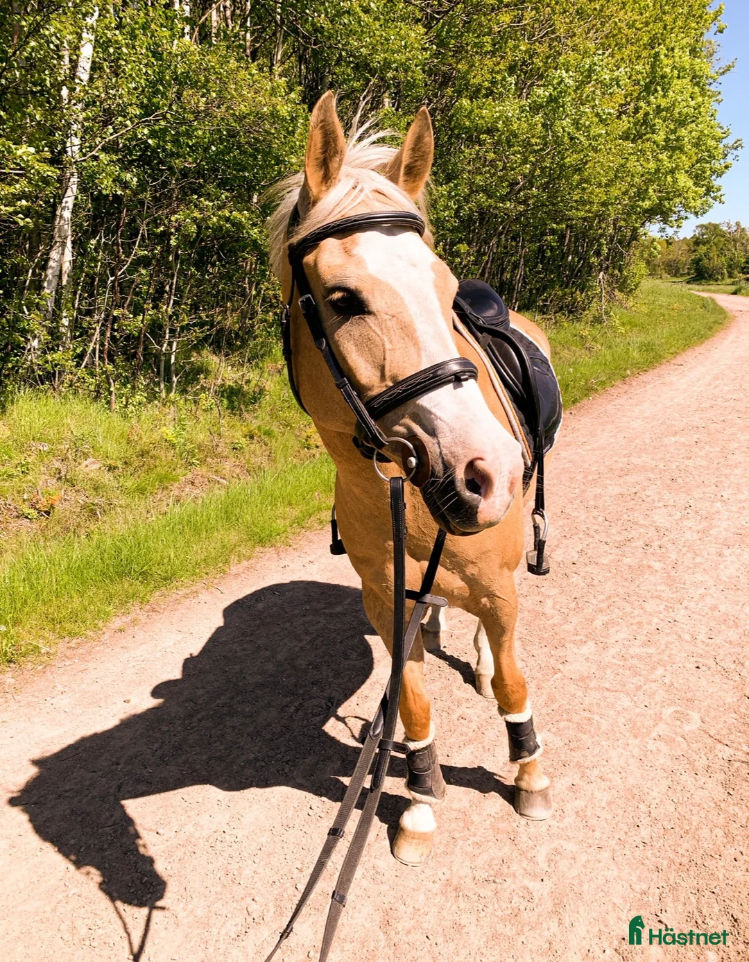 Allround hästar till salu: Underbar allroundponny - Annons 1