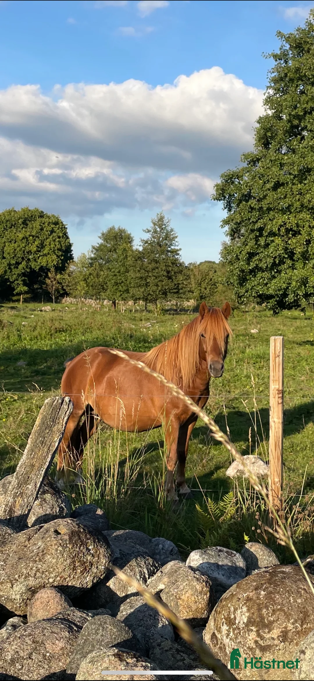 Trav hästar till salu: Trevlig och snygg fuxkille - Annons 3