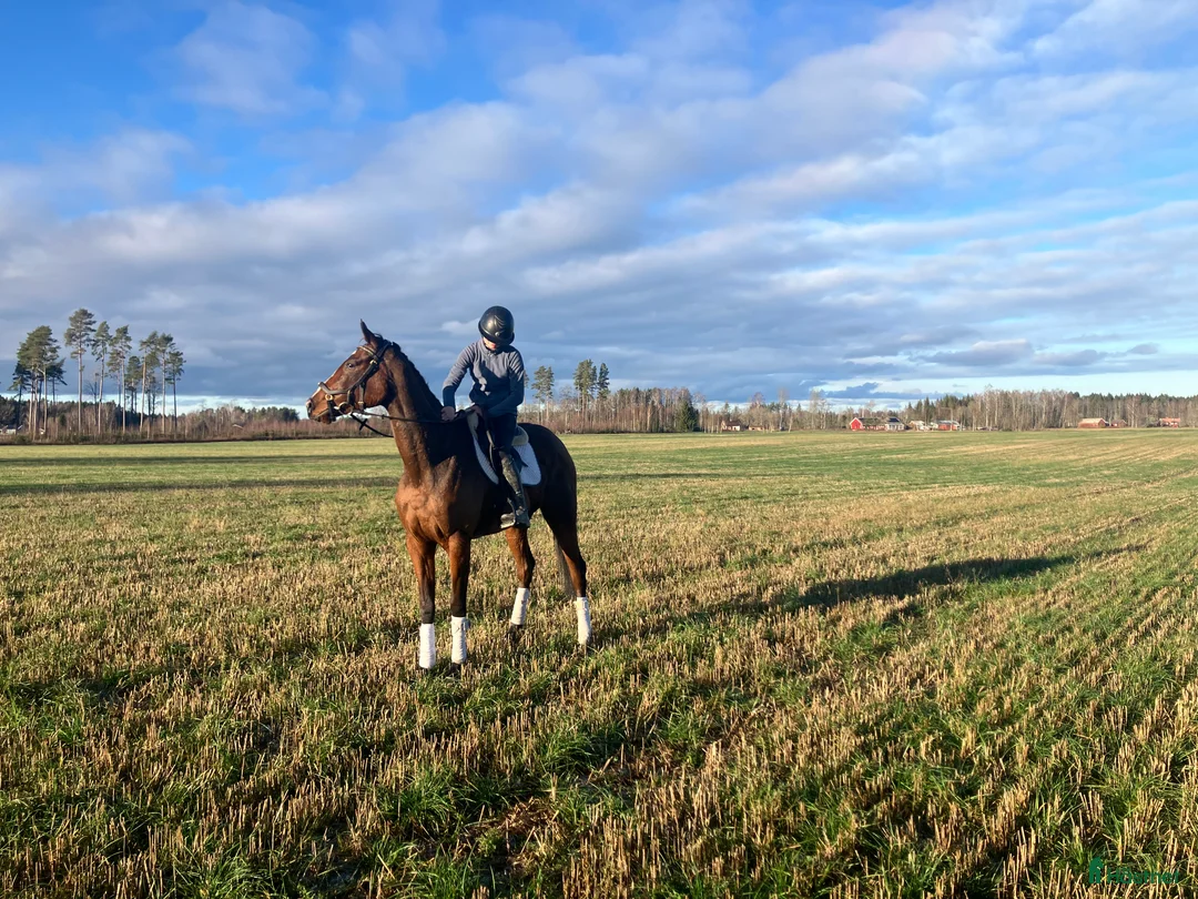 Allround hästar till salu: Lovande Gummiboll ⭐️ i Skara - Annons 2