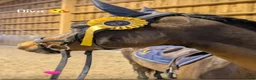 Hoppning hästar till salu: Connemara mare Jumping or Eventing - Annons 4