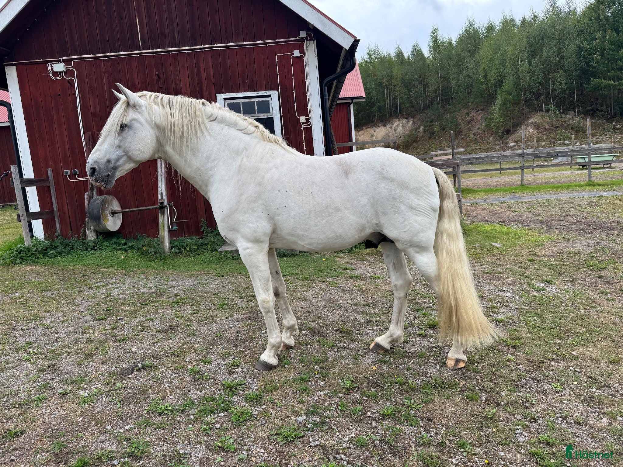  hästar PRE-hingst söker hem för avel och ett gott hästliv - Annons 3