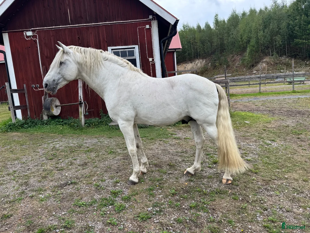 Avelshästar hästar till salu: PRE-hingst söker hem för avel och ett gott hästliv - Annons 1