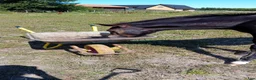  medryttarhäst finnes: Medryttare/stalljob i Strandbaden - Annons 3