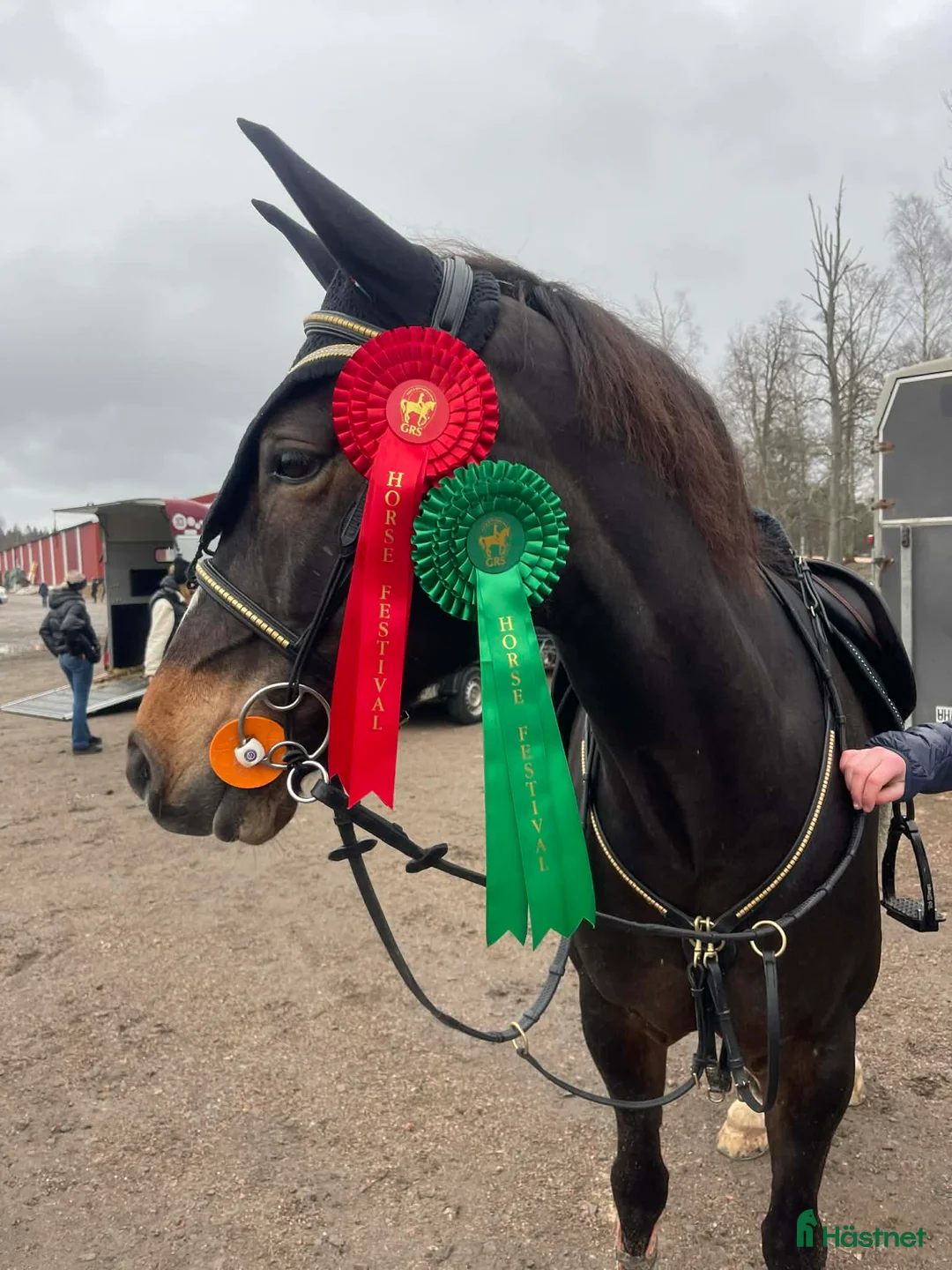 Hoppning hästar till salu: Starias Xlnt Tortellini i Gävle - Annons 2