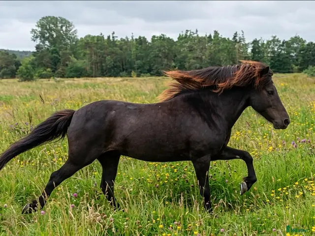 medryttarhäst finnes: Välriden känslig kille söker medryttare - Annons 1