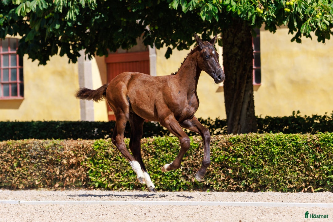 Hoppning hästar till salu: Otroligt vackert hingstföl  i Klippan - Annons 4