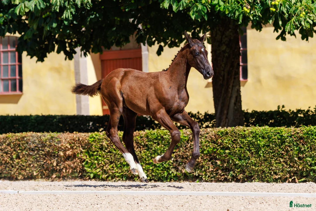 Hoppning hästar till salu: Otroligt vackert hingstföl  i Klippan - Annons 4