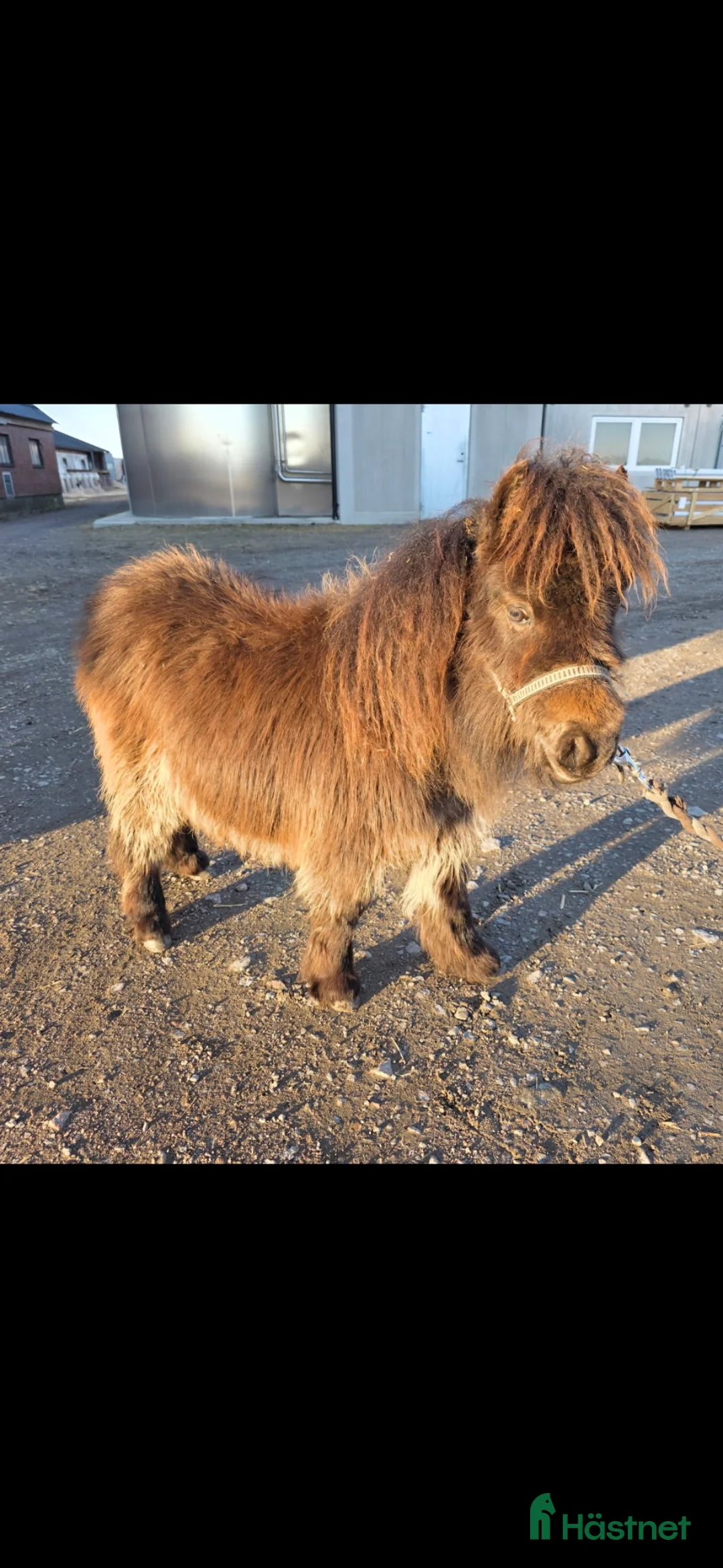 Allround hästar till salu: Liten mini shettis , Billig transport  - Annons 2