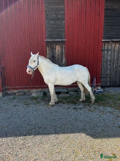  hästar Allroundponny C med utvecklingspotential - Annons 11