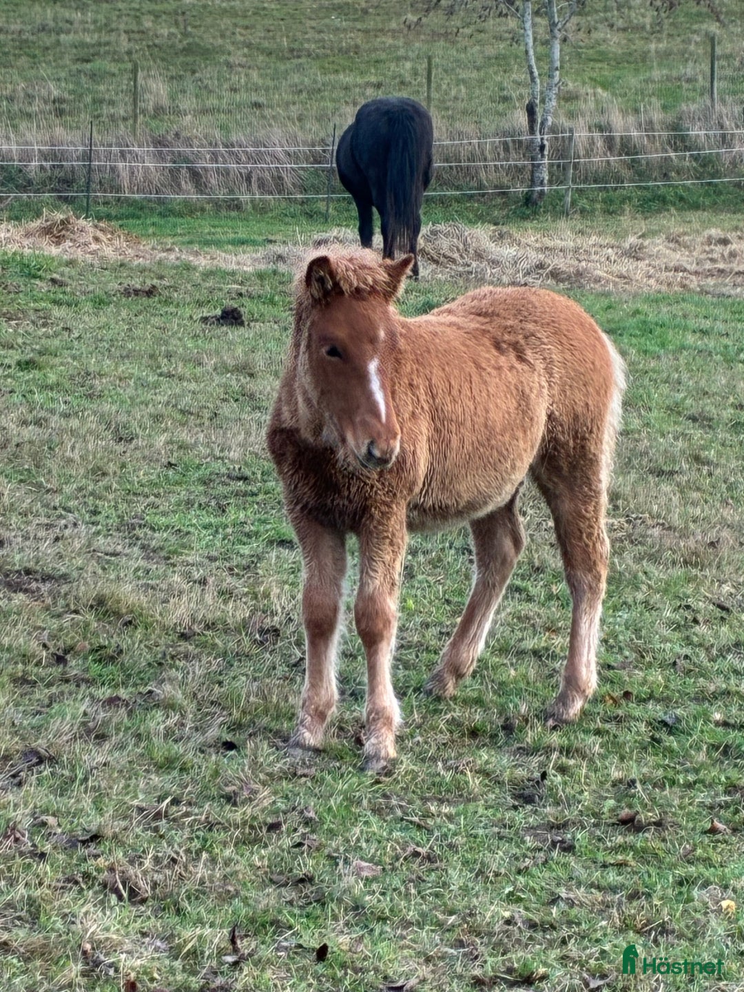 Island hästar till salu: Föl född 2025 i Skurup - Annons 6