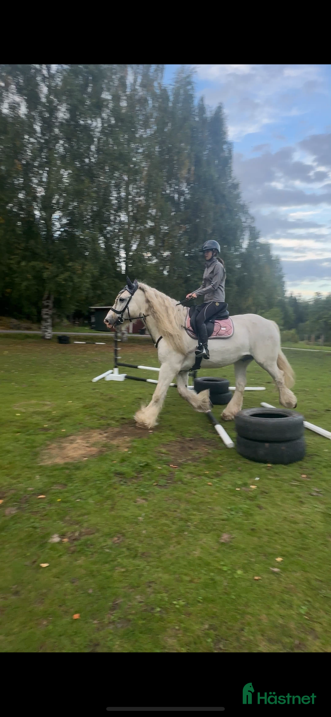 Allround hästar till salu: Drömhäst  i Ljungaverk - Annons 14