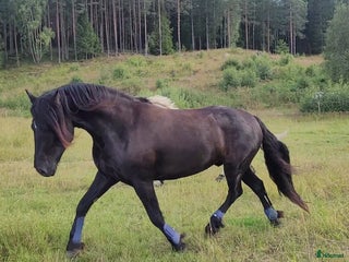 medryttarhäst sökes: Söker dig som gillar pyssel och mys i stallet i Grödinge - Annons 7