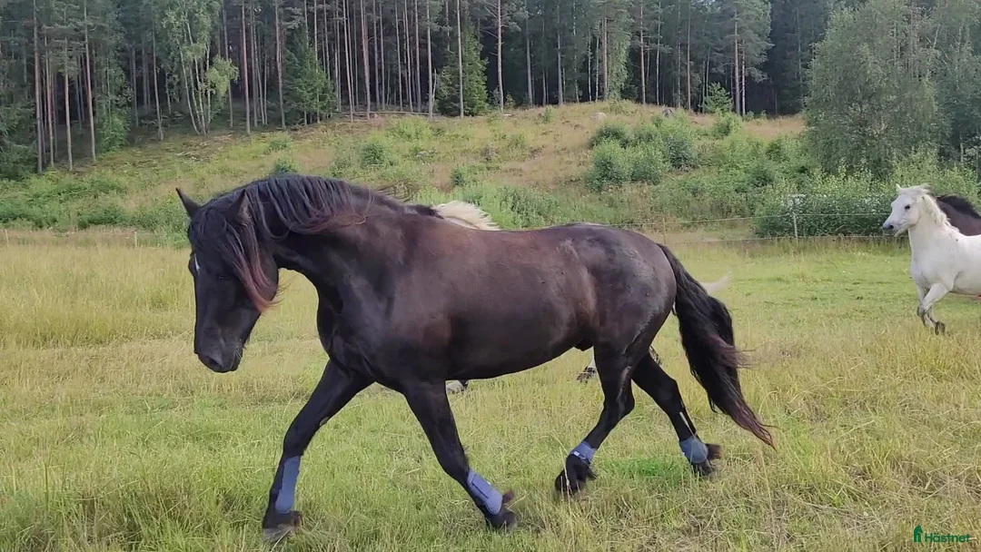  medryttarhäst sökes: Söker dig som gillar pyssel och mys i stallet i Grödinge - Annons 1
