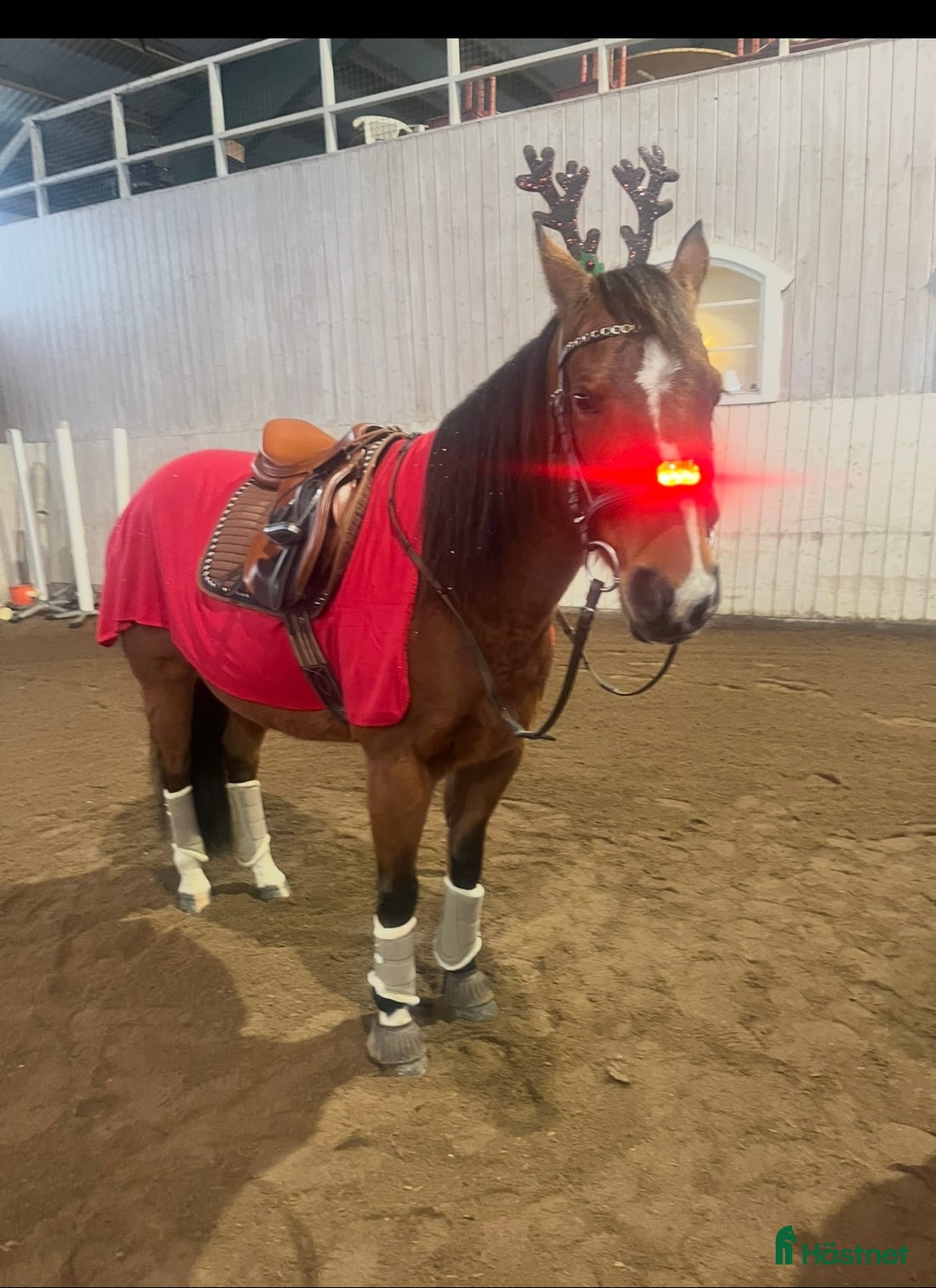Allround hästar till salu: Quarter sto- 12 i Källby - Bild 6