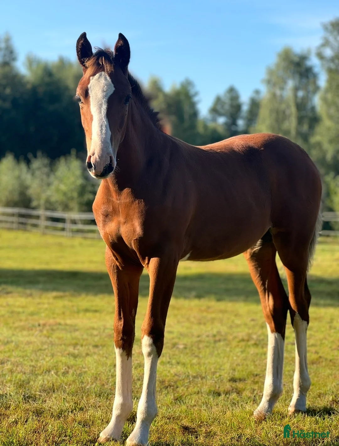 Allround hästar till salu: 🌟 Mycket lovande sto -24 tillsalu 🌟 - Annons 4