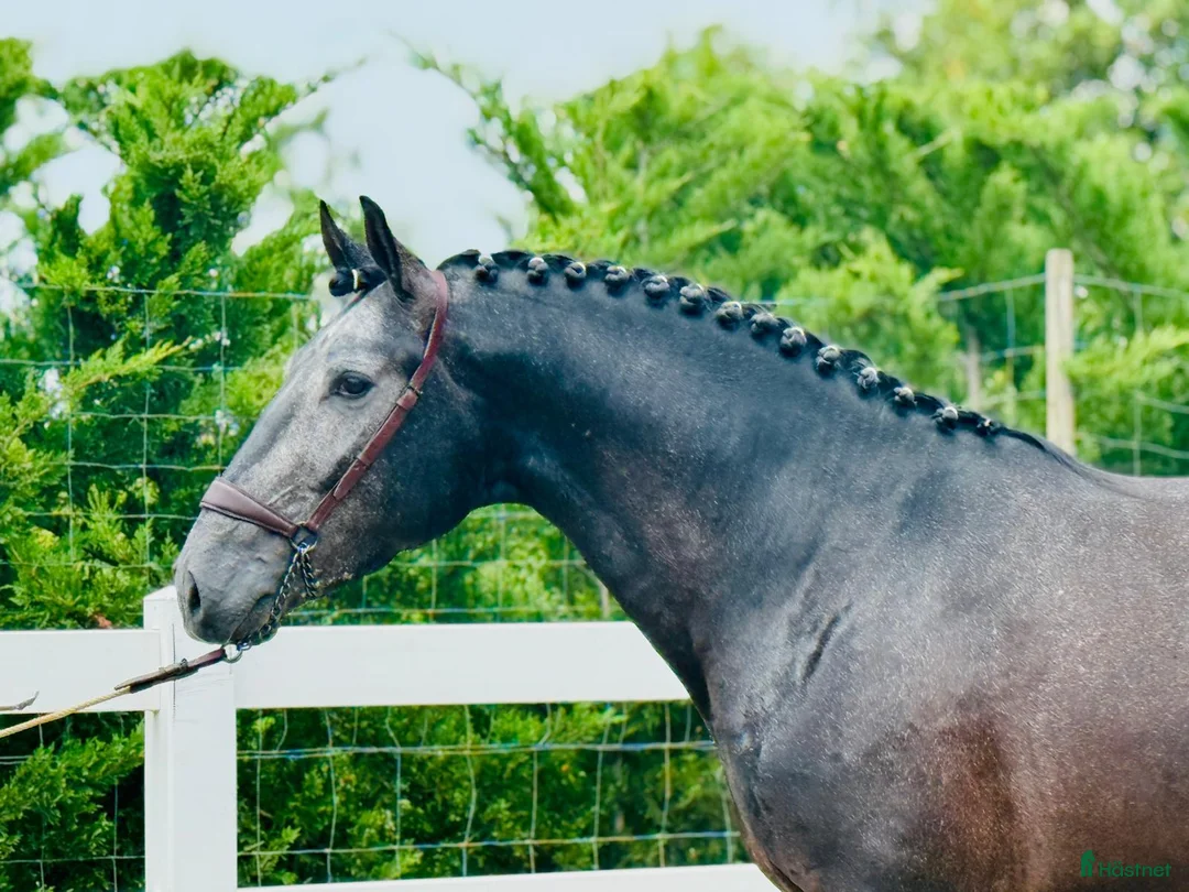 Dressyr hästar till salu: Top PSLusitano valack av högsta kvalitet - Annons 4