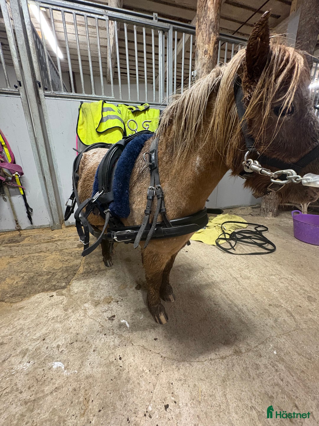 Övrig Hästutrustning hästutrustning till salu: Körsele till shettlandsponny i Väse - Annons 4