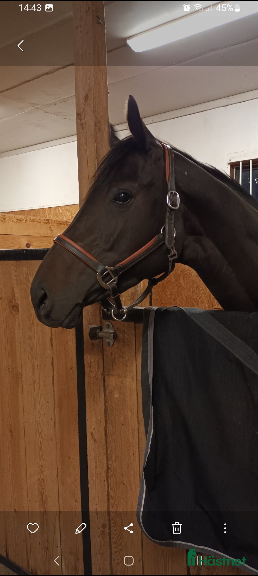 Allround hästar till salu: Vackert välstammat sto till ridning eller avel - Annons 2