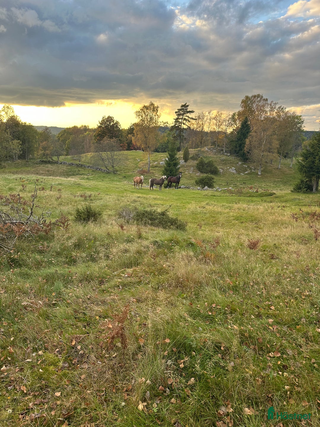 Island hästar sökes: Söker islandshäst i Ullared - Annons 1