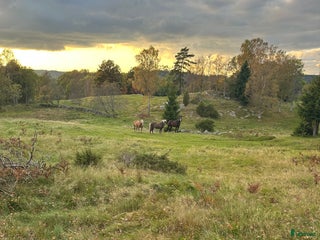 hästar Söker islandshäst i Ullared - Annons 1