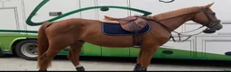 Hoppning hästar till salu: Läromästare 🐴 - Annons 5