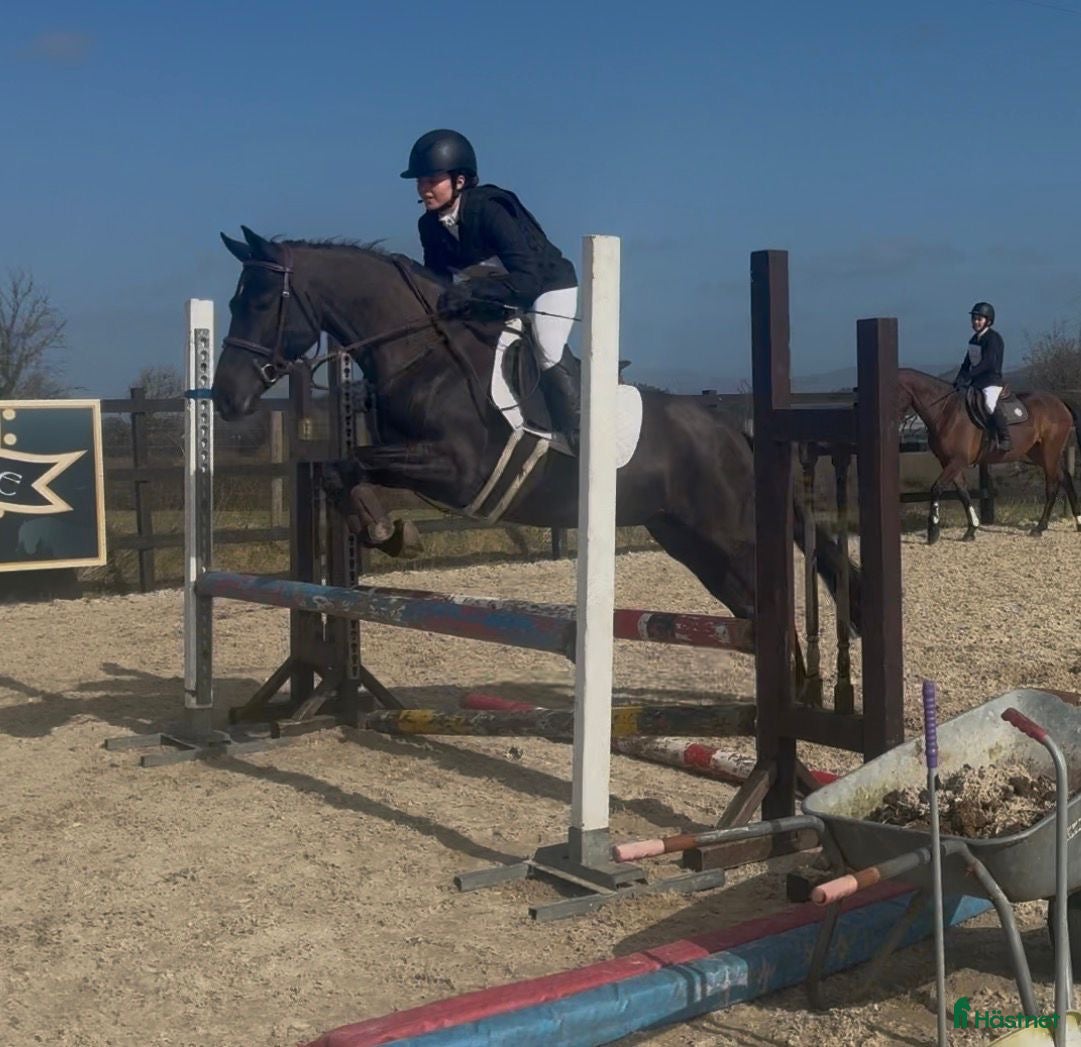  hästar Talented jumping pony - Annons 3