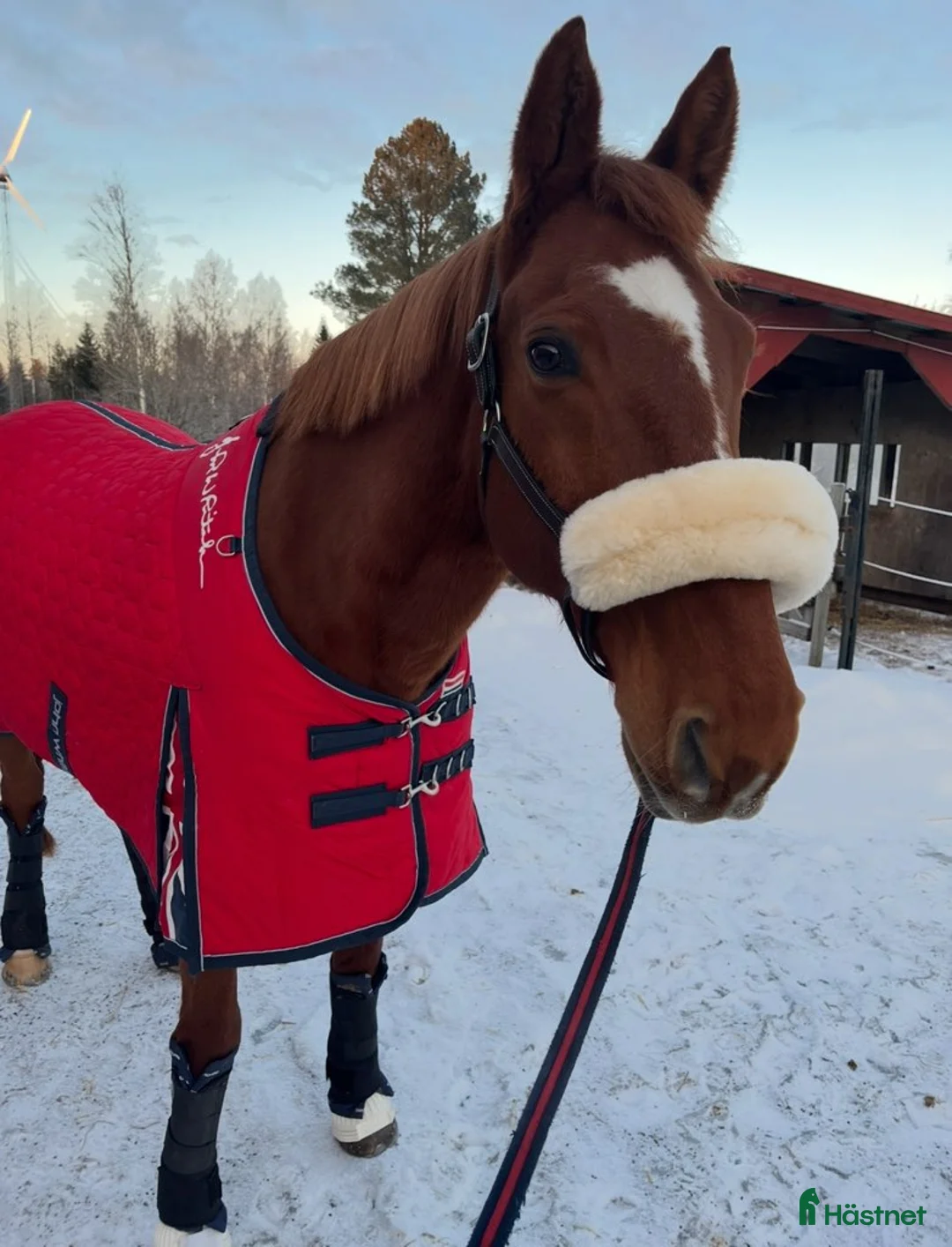 Allround hästar till salu: Hobbyhäst - stor häst I ponnyhöjd - Annons 1