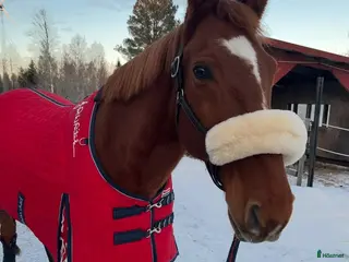 hästar Hobbyhäst - stor häst I ponnyhöjd - Annons 10