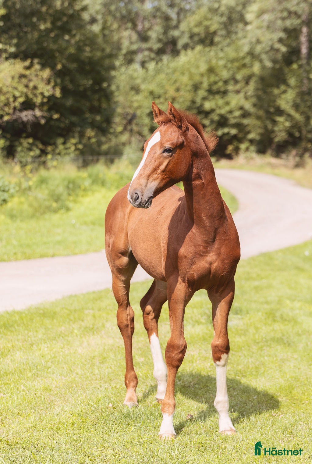  hästar Blivande stjärna⭐⭐ i Tierp - Annons 14