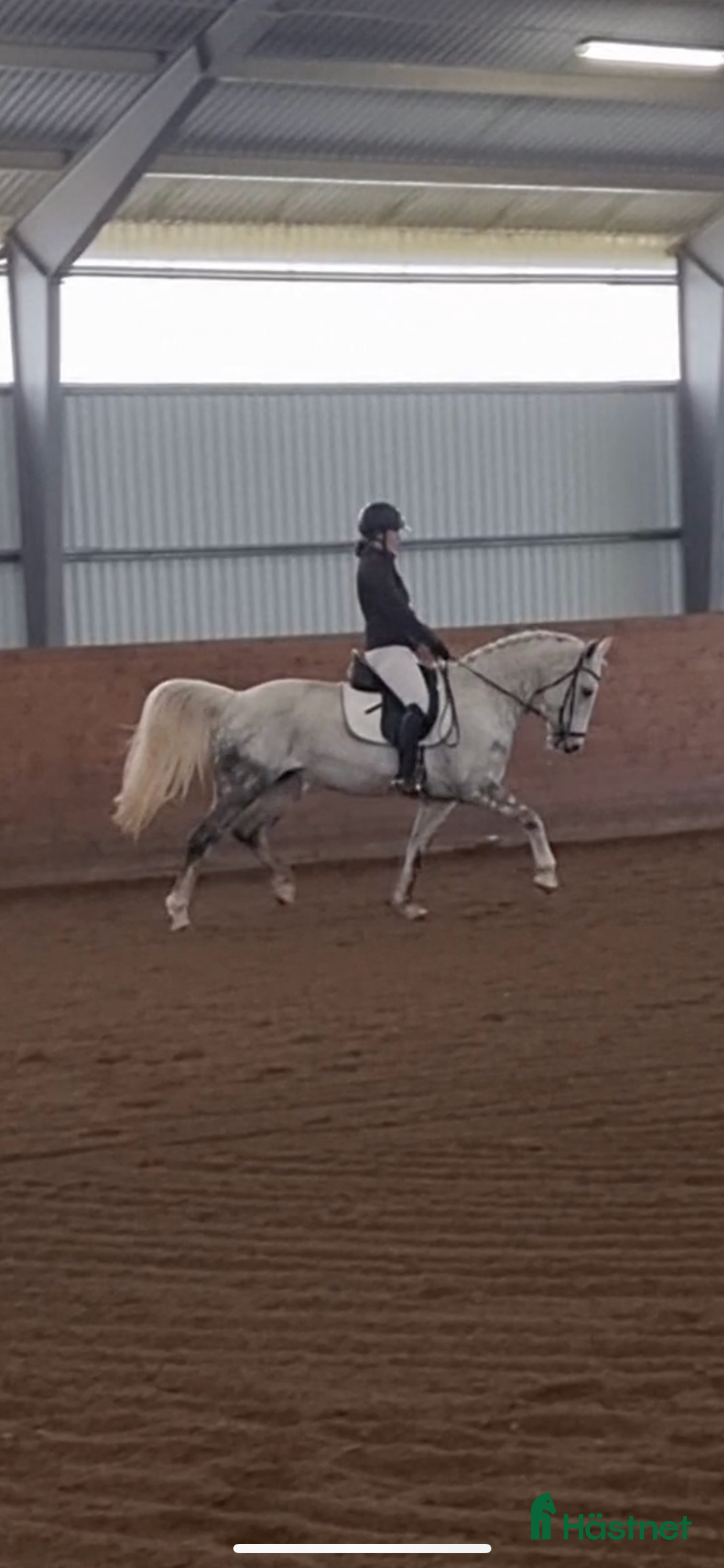 Allround hästar till salu: Snäll D-ponny för ridning och avel! i Broby - Annons 4