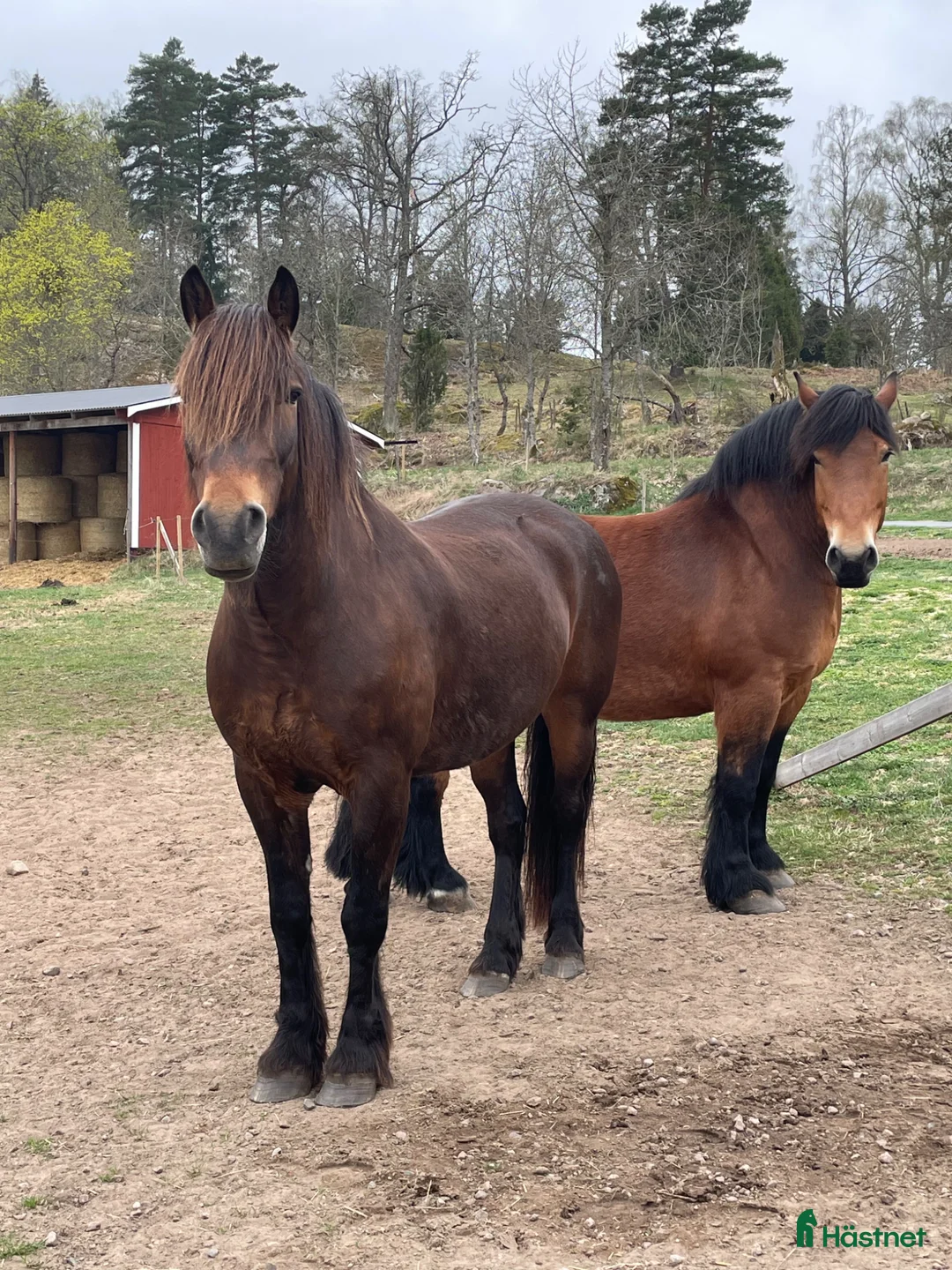 Allround hästar till salu: En härlig allround häst - Annons 2