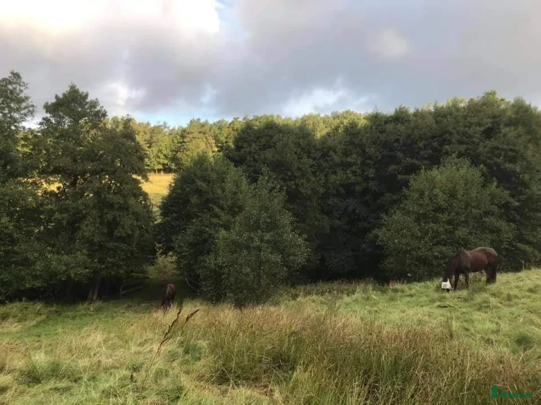  stallplats finnes: Ledig boxplats på fin anläggning i Uddevalla. i Uddevalla - Annons 16
