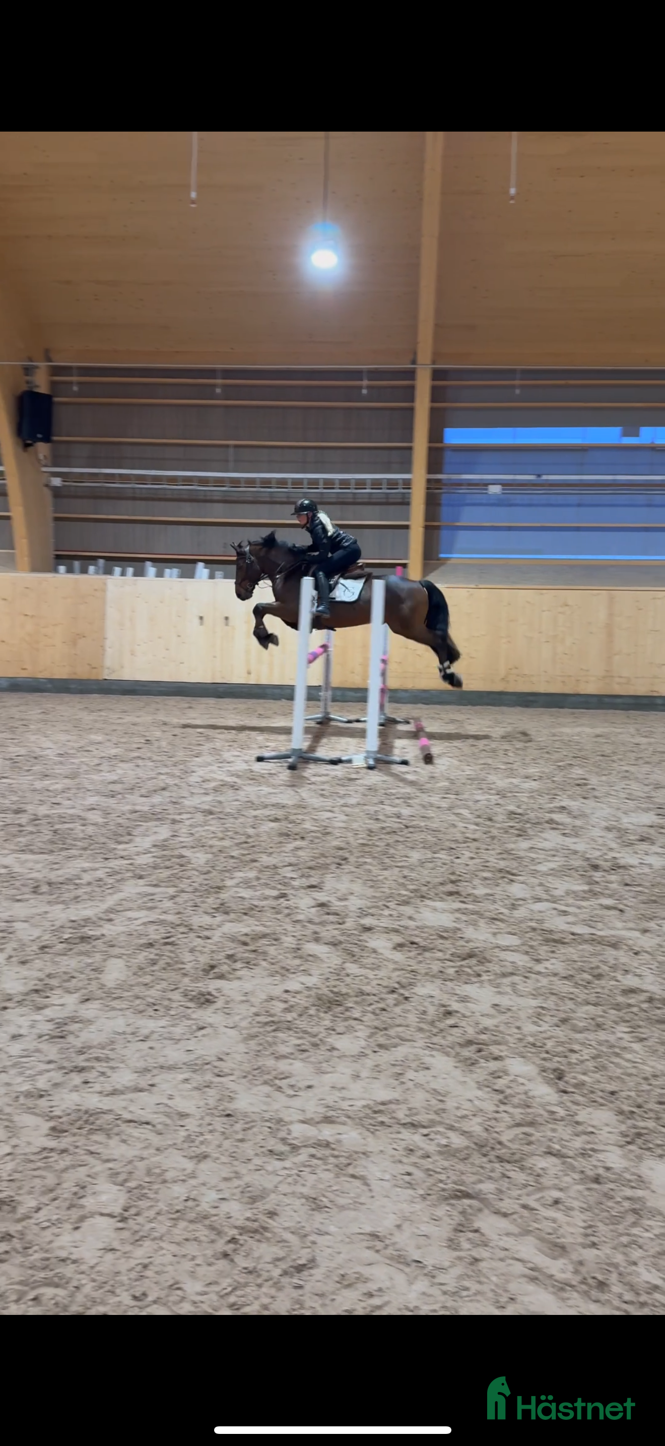  hästar Fantastisk ponny i Borlänge - Annons 18