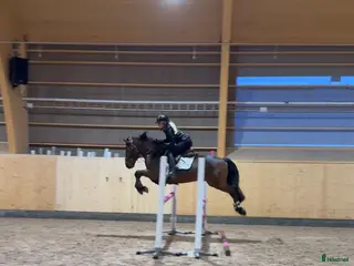 hästar Fantastisk ponny i Borlänge - Annons 18